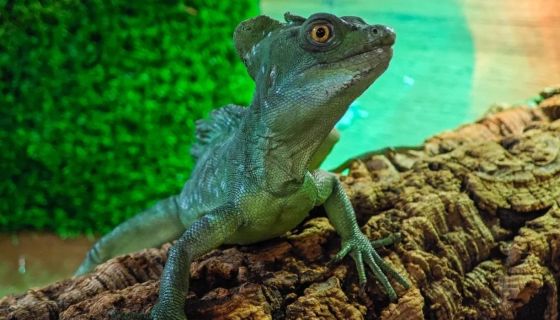 Выставка пауков и рептилий «Мир в паутине»