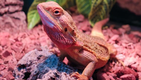 Выставка пауков и рептилий «Мир в паутине»