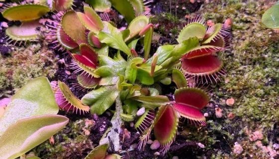 Выставка пауков и рептилий «Мир в паутине»